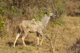 Greater Kudu in Action