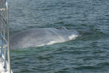 Blue Whale Up Close