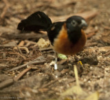 Broad-tailed Paradise Whydah