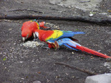 Scarlet Macaws Enjoying Their Treats