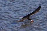 Black Skimmer