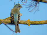 Lazuli Bunting