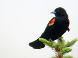 Red-winged Blackbird