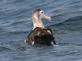 Wandering Albatross