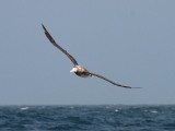 Wandering Albatross