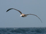 Wandering Albatross