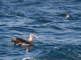 Wandering Albatross