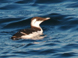 Common Murre