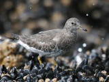 Surfbird