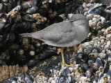 Wandering Tattler