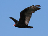 Turkey Vulture