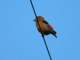 Red Crossbill