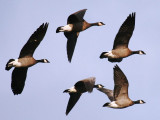 Cackling Goose