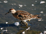 Sharp-tailed Sandpiper