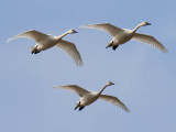 Tundra Swan