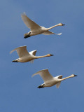 Tundra Swan