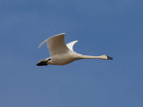 Tundra Swan