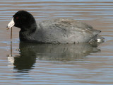 American Coot