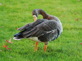 Greater White-fronted Goose
