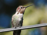 Annas Hummingbird