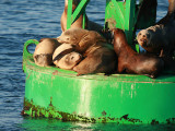 California Sealion