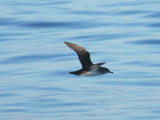 Black-vented Shearwater