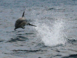 Short-beaked Common Dolphin