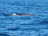 Fin Whale