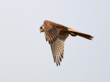 American Kestrel