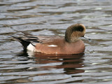 American Wigeon