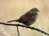 Song Sparrow