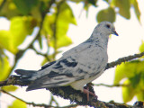 Rock Pigeon