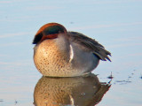 Green-winged Teal