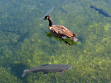 Rainbow Trout