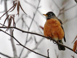 American Robin