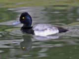 Lesser Scaup