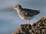 Rock Sandpiper