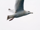 Nelsons (Herring x Glaucous) Gull