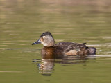 Ring-necked Duck