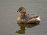 Pied-billed Grebe
