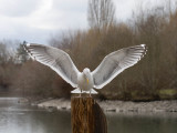 Western Gull