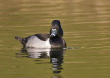 Ring-necked Duck