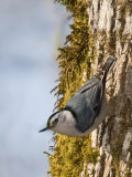 White-breasted Nuthatch