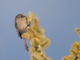 Bushtit