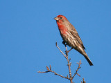 House Finch