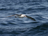 Laysan Albatross