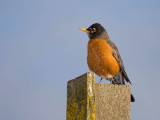 American Robin