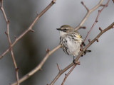 Yellow-rumped Warbler