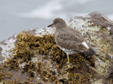 Surfbird