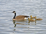 Canada Goose